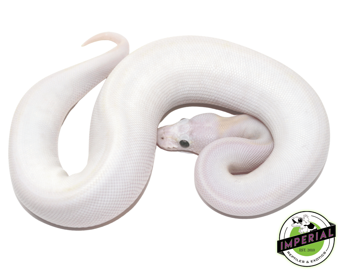 pastel ivory ball python for sale online, buy cheap ball pythons near me