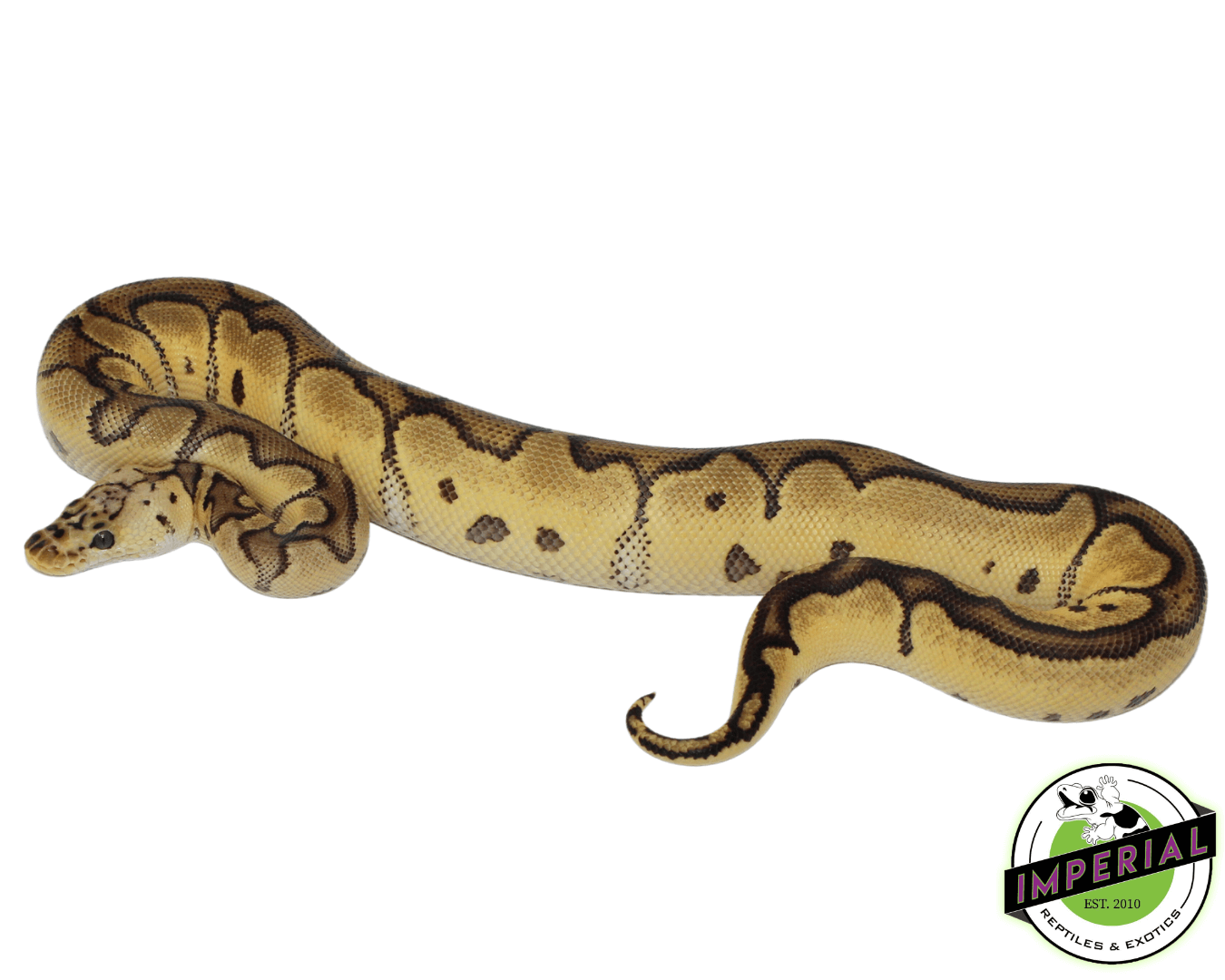 Pastel Leopard Clown Ball Python For Sale - Imperial Reptiles