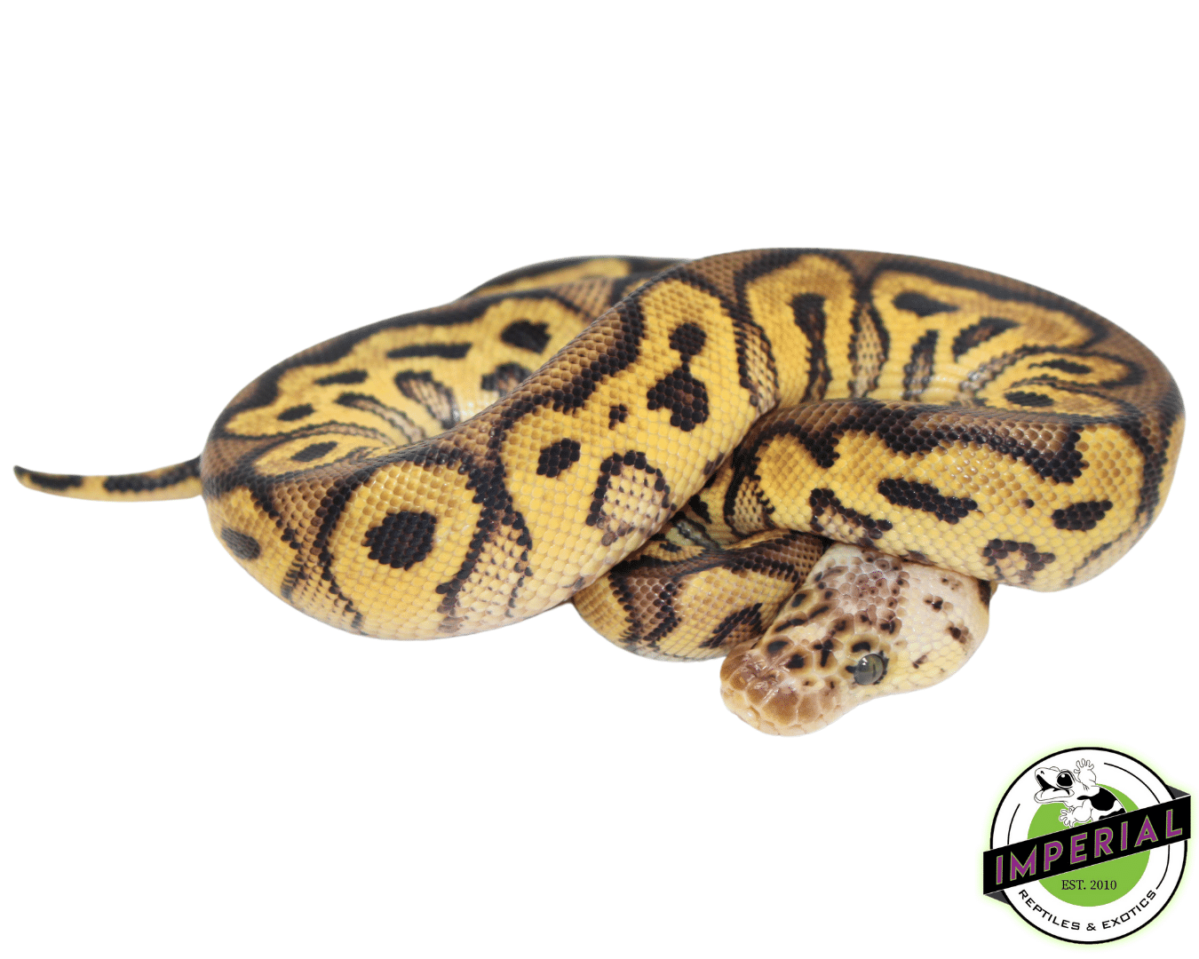 Ball Python For Sale - Imperial Reptiles – IMPERIAL REPTILES & EXOTICS