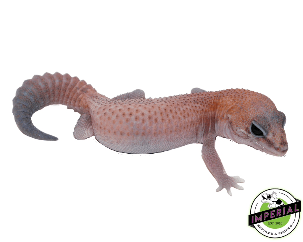 patternless-african-fat-tail-