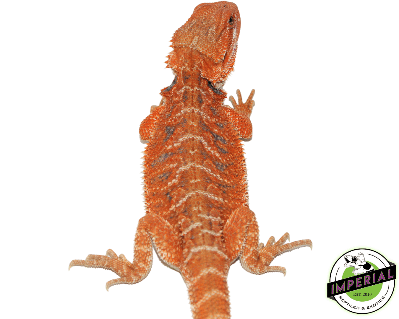 bearded dragon for sale, buy reptiles online