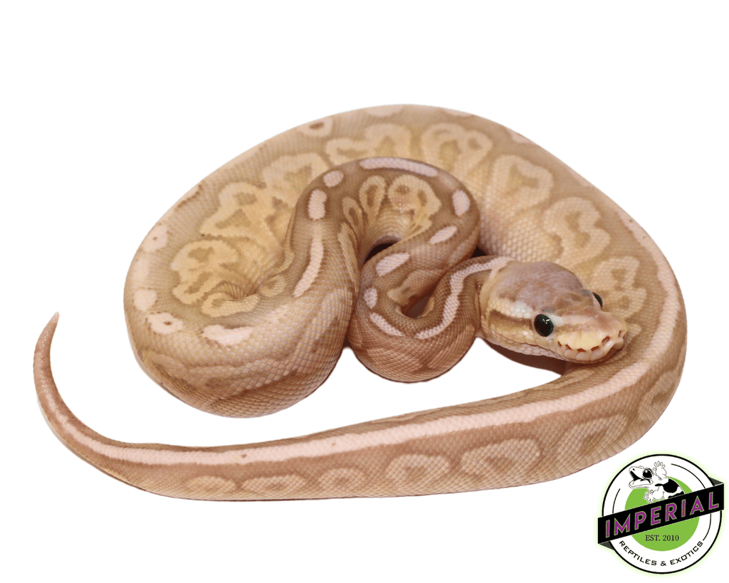 Banana Blackhead Pewter Ball Python For Sale - Imperial Reptiles