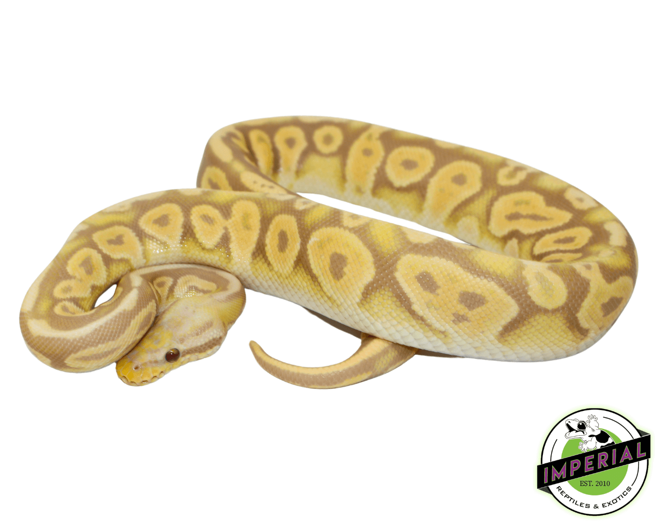 Pewter Candy Ball Python For Sale - Imperial Reptiles – IMPERIAL ...