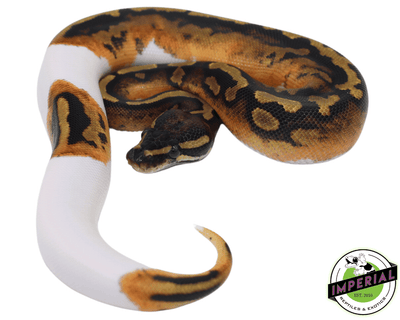 yellowbelly pied ball python for sale, buy reptiles online