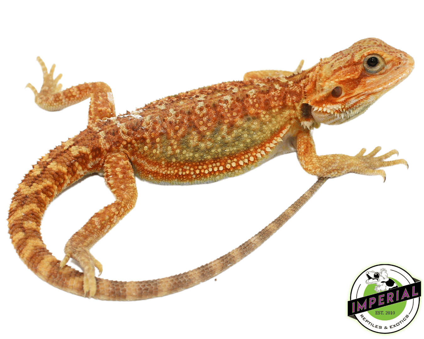 "Rainbow" Hypo Translucent Dunner Bearded Dragon Baby For Sale