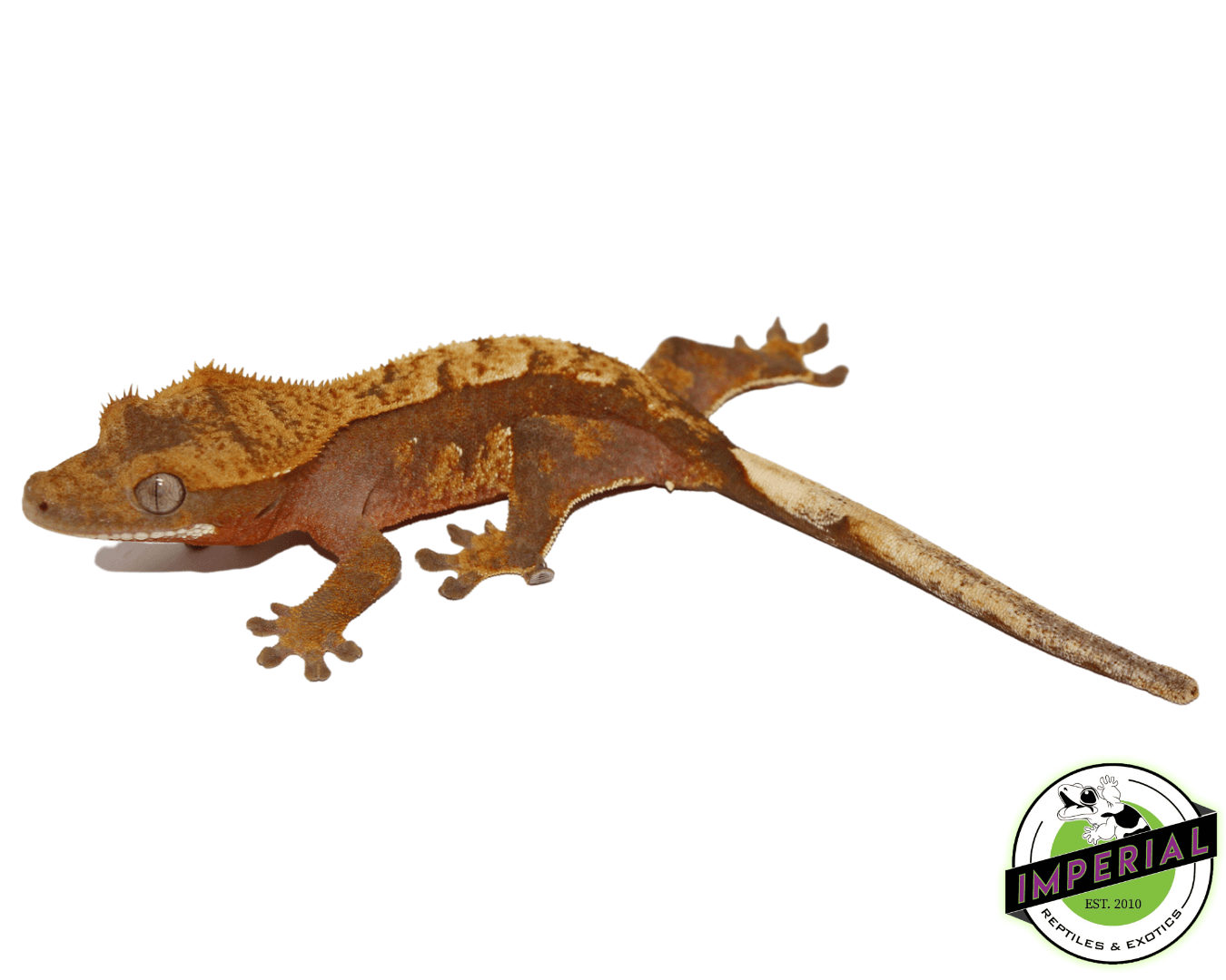 red harlequin crested gecko for sale online, buy crested geckos at cheap prices