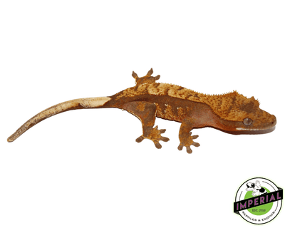 red harlequin crested gecko for sale online, buy crested geckos at cheap prices