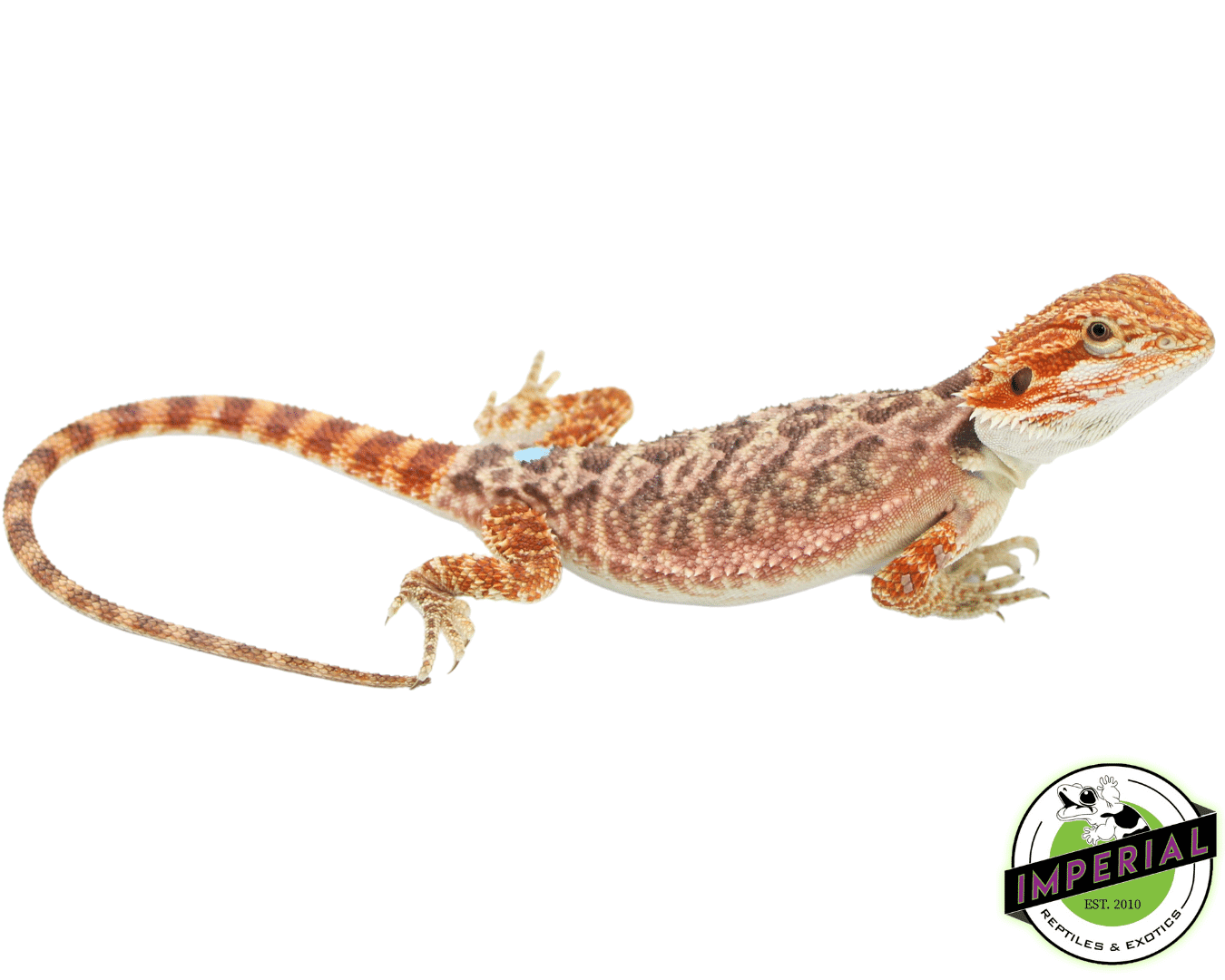 bearded dragon for sale online at cheap prices, buy bearded dragons near me