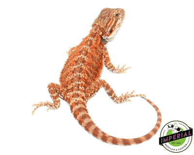 bearded dragon for sale online at cheap prices, buy bearded dragons near me