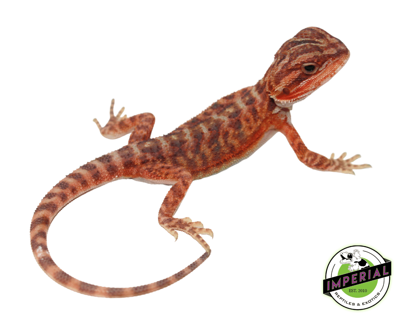 Red Translucent Bearded Dragon For Sale - Imperial Reptiles – IMPERIAL