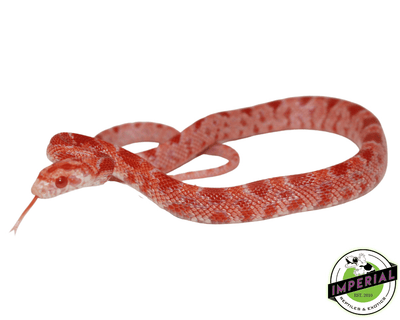 Red Zepp corn snake for sale, buy reptiles online