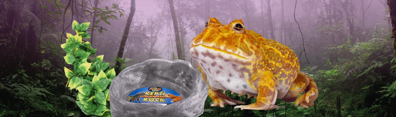 Buy reptile supplies online online
