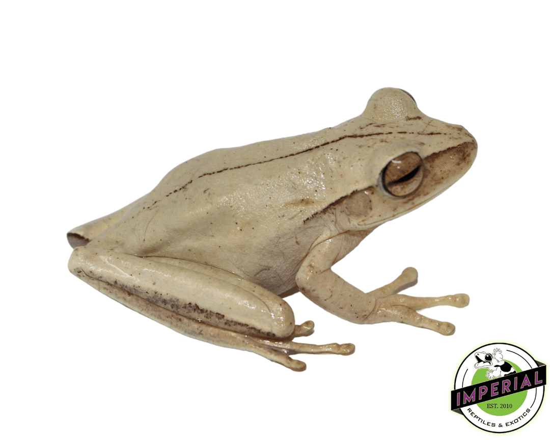 Rocket Tree Frog For Sale - Imperial Reptiles – IMPERIAL REPTILES