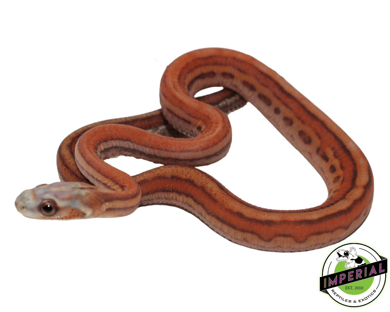 Scaleless Corn Snake Price Corn Snake Het Scaleless – South Mountain