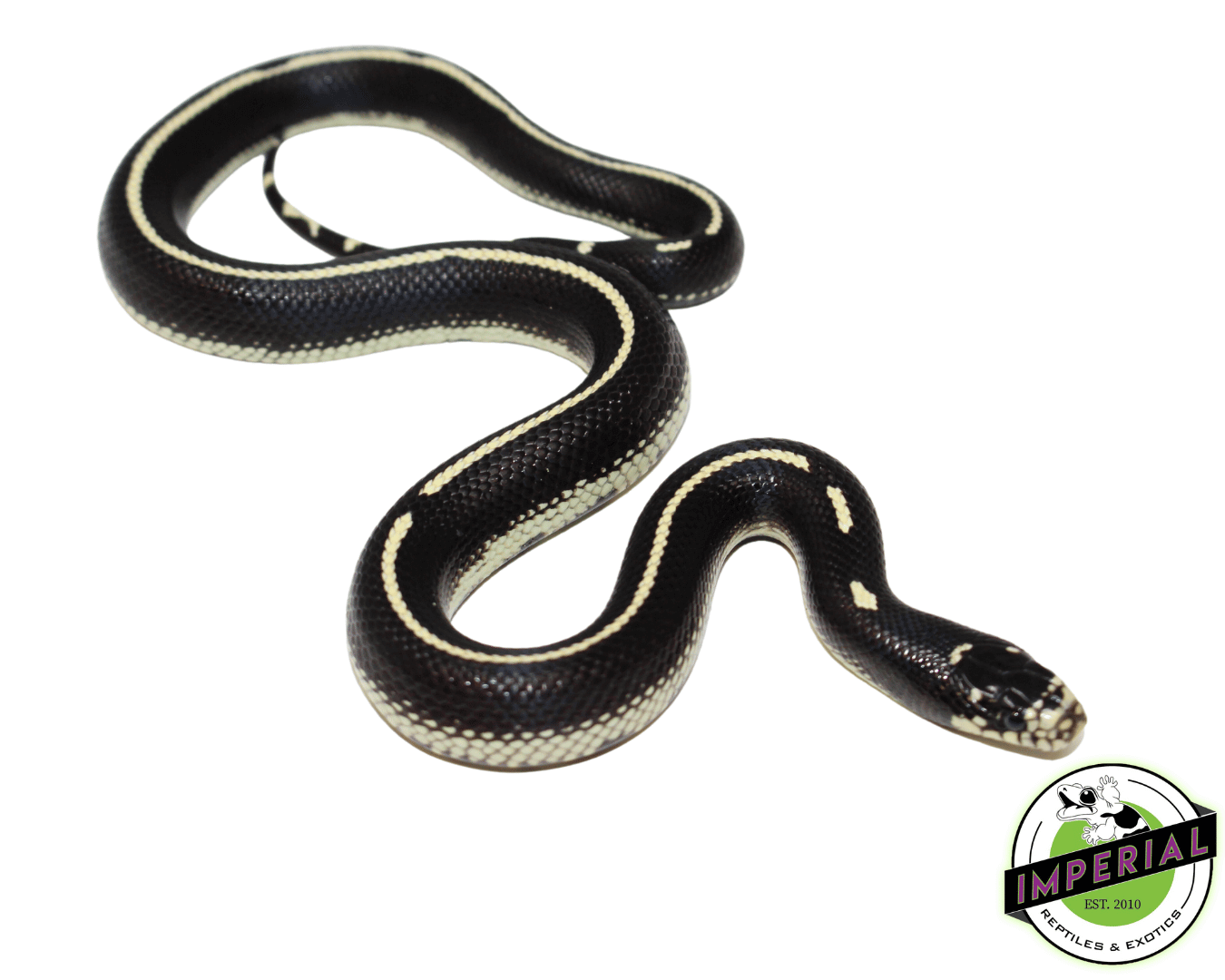 Stripe California Kingsnake For Sale Imperial Reptiles