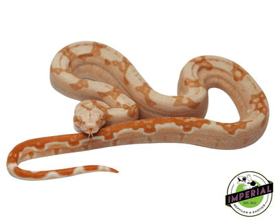 sunglow boas for sale, buy reptiles online