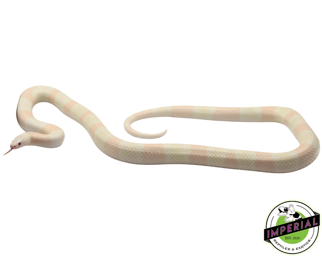 snow-honduran-milk-snake-for-