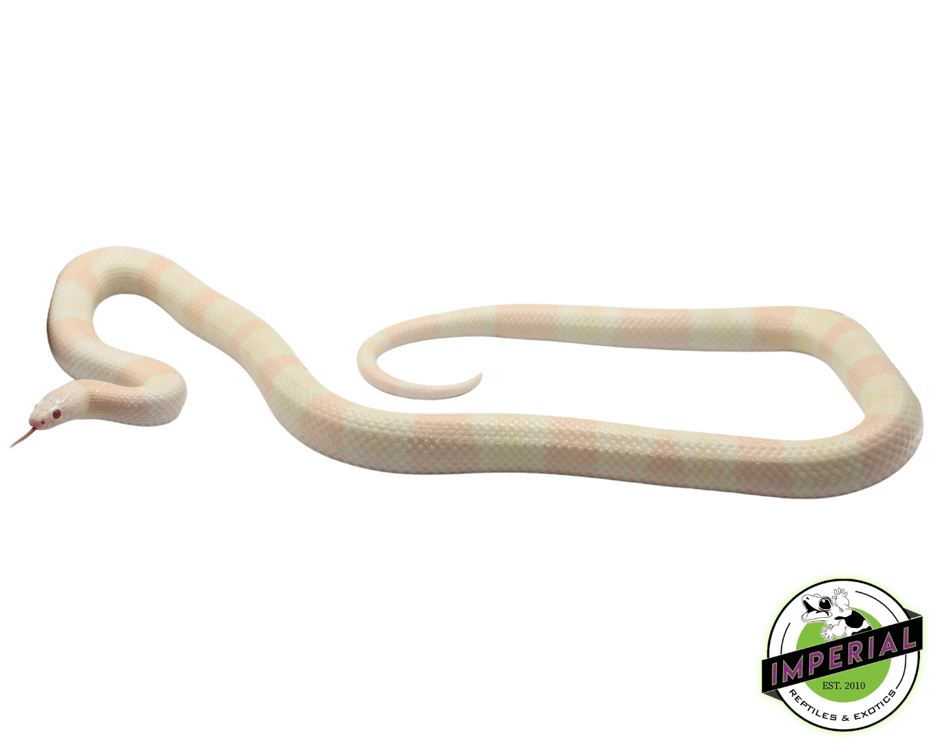 Snow Honduran Milksnake Adult For Sale - Imperial Reptiles – IMPERIAL