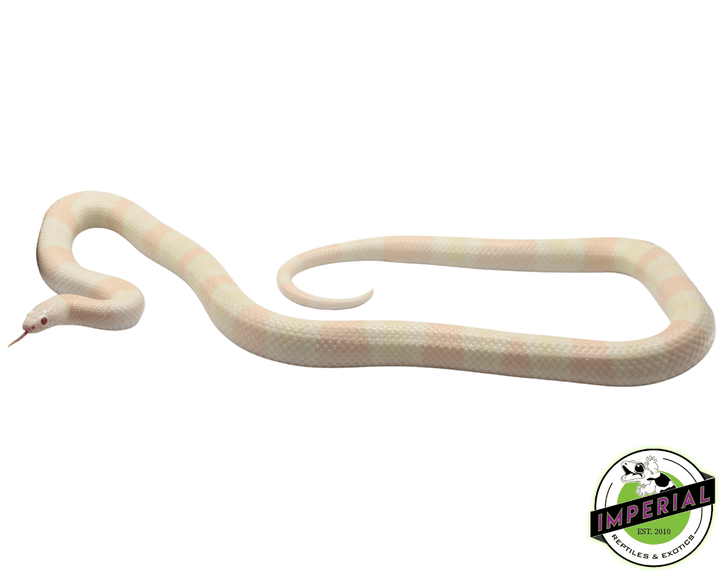 snow-honduran-milk-snake-for-