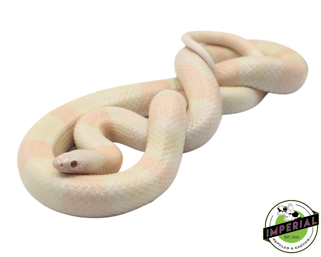 Snow Honduran Milksnake Adult For Sale - Imperial Reptiles – IMPERIAL
