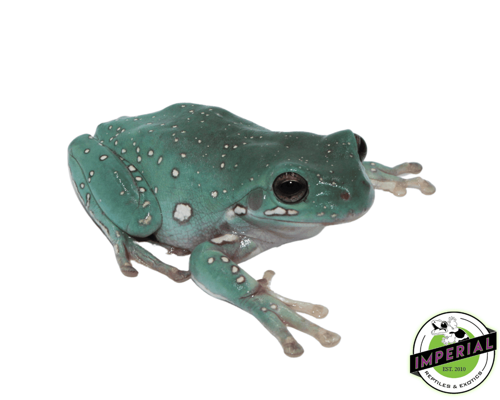 Snowflakes White's Tree Frog Juvenile For Sale - Imperial Reptiles –  IMPERIAL REPTILES & EXOTICS