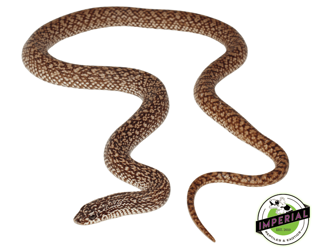 https://imperialreptiles.com/cdn/shop/files/speckled-hognose-snake-for-sale_1024x1024.png?v=1685313584