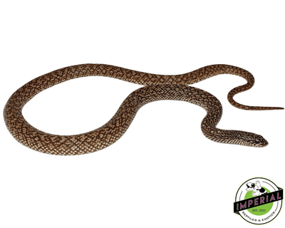 speckled hognose snake for sale, buy reptiles online at cheap prices