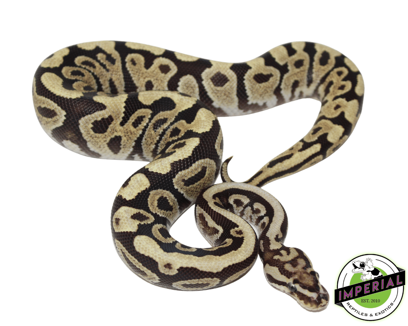 Spotnose Fire Ball Python For Sale - Imperial Reptiles – IMPERIAL