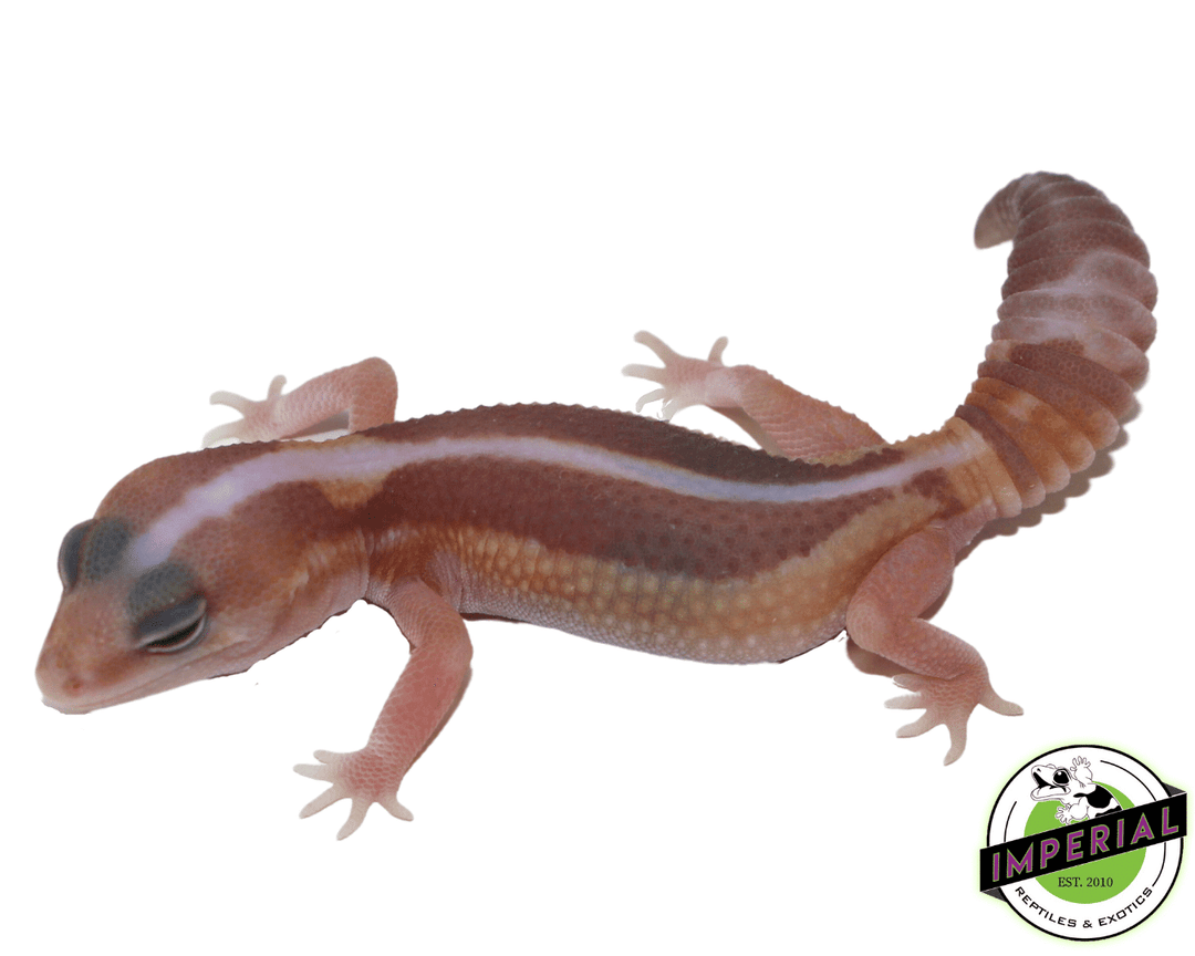 Striped Caramel Zulu African Fat Tail Gecko For Sale - Imperial