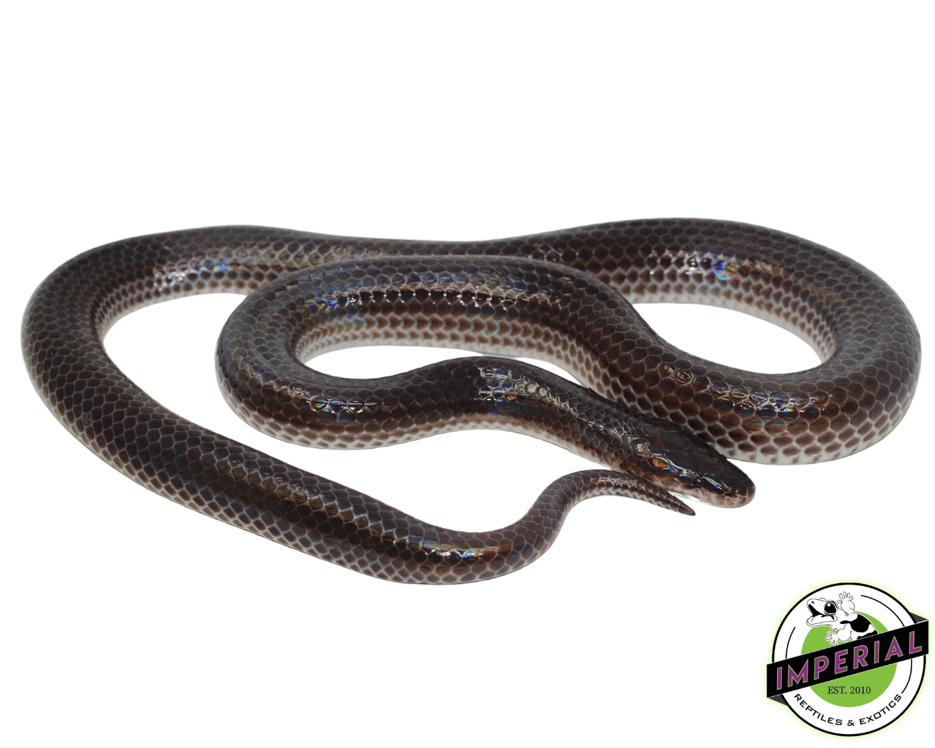 Sunbeam Python Local Sunbeam Snake For Sale - Imperial Reptiles – IMPERIAL REPTILES & EXOTICS