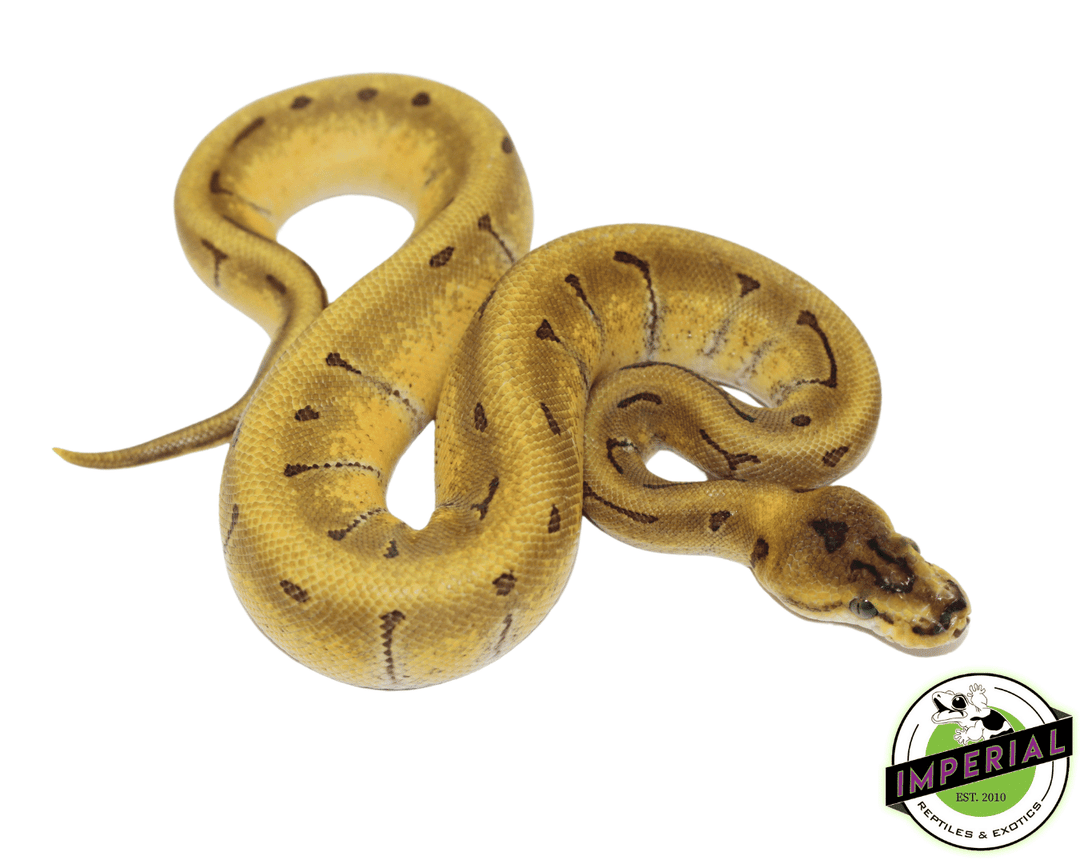 super-enchi-od-pin-ball-python