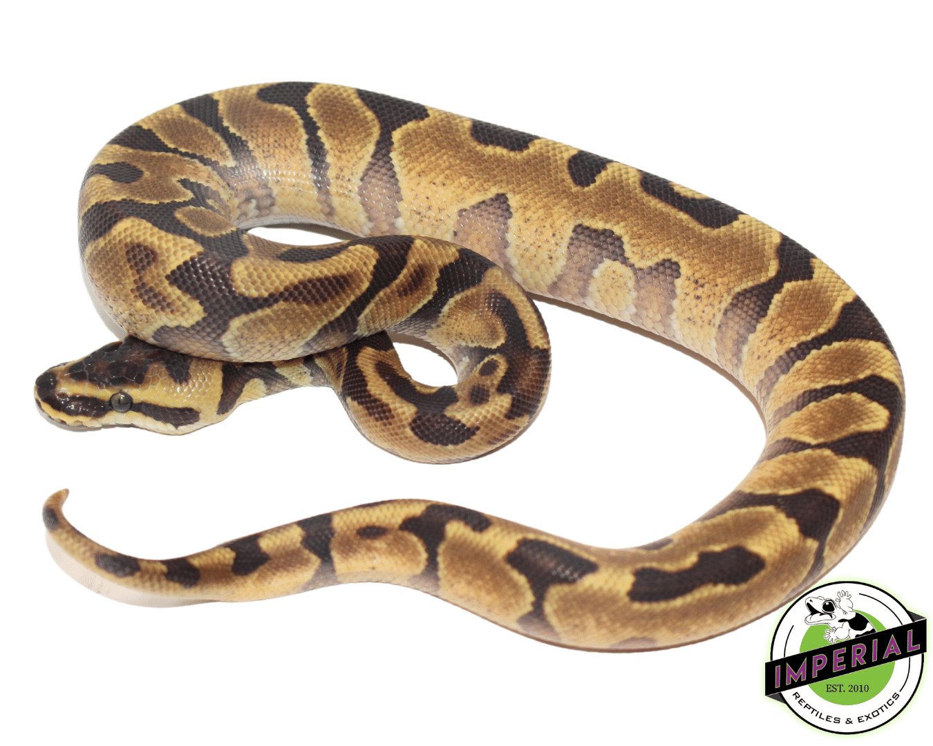 Ball Python For Sale - Imperial Reptiles – IMPERIAL REPTILES & EXOTICS