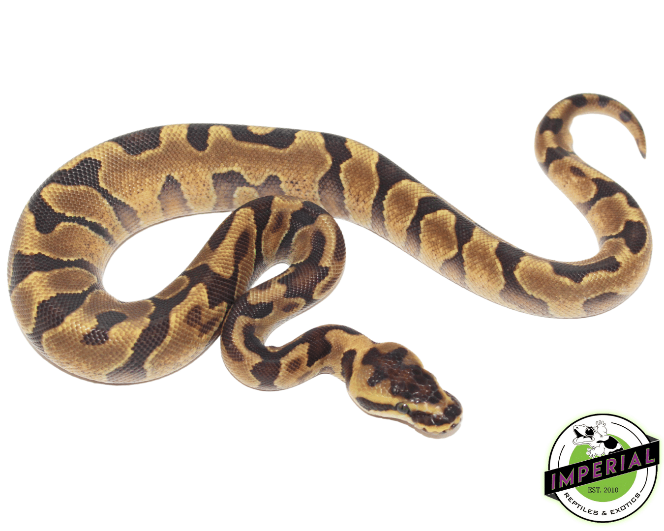 8 Ft Ball Python Ball Python For Sale - Imperial Reptiles – IMPERIAL REPTILES & EXOTICS