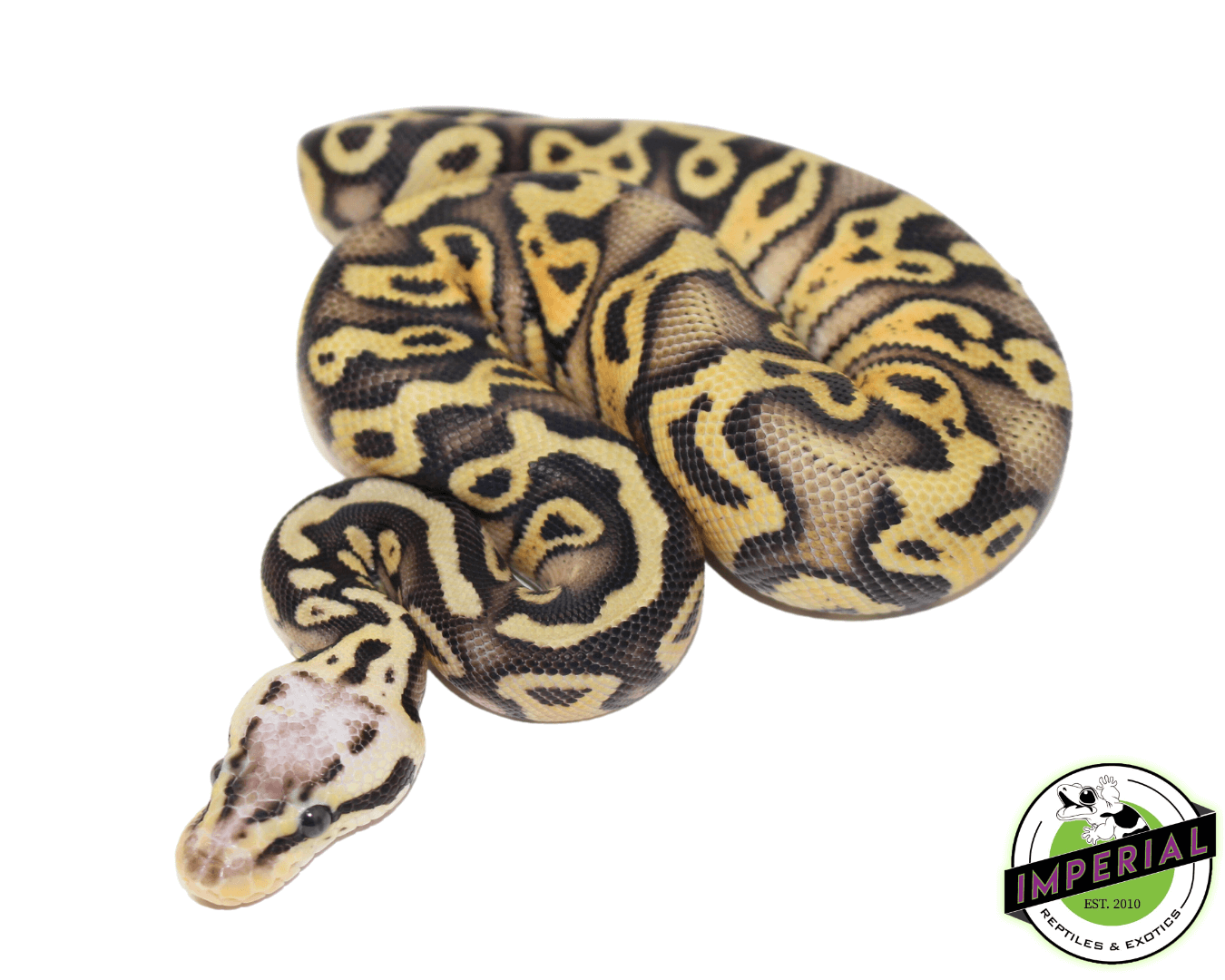 Superfly Gravel Ball Python For Sale - Imperial Reptiles – IMPERIAL