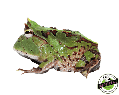 suriname horned frog for sale, buy amphibians online