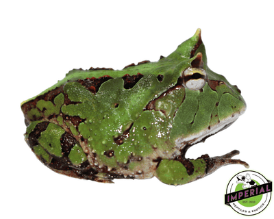 suriname horned frog for sale, buy amphibians online
