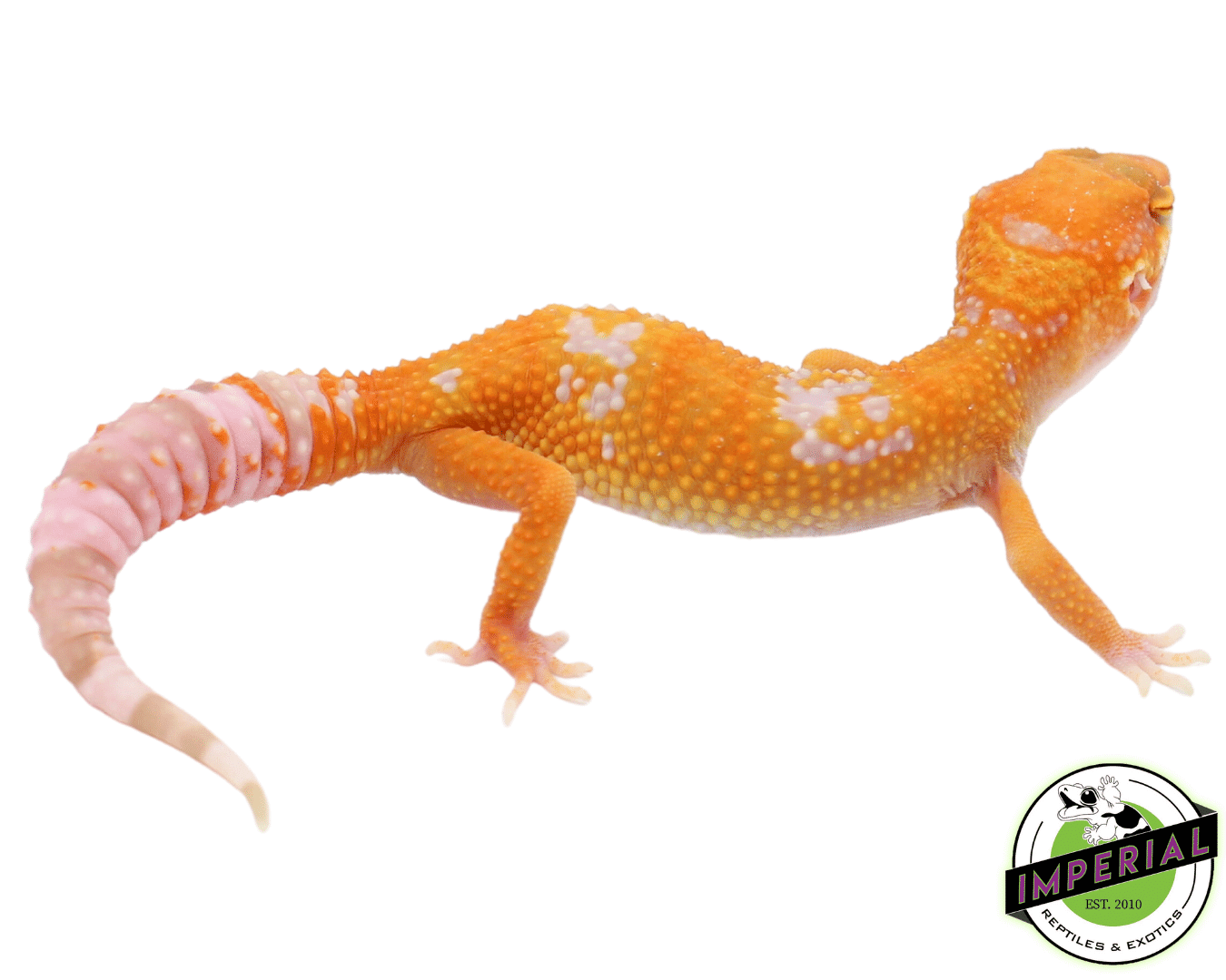 For Sale Best Place To Buy Reptiles Online Tangelo Leopard Gecko