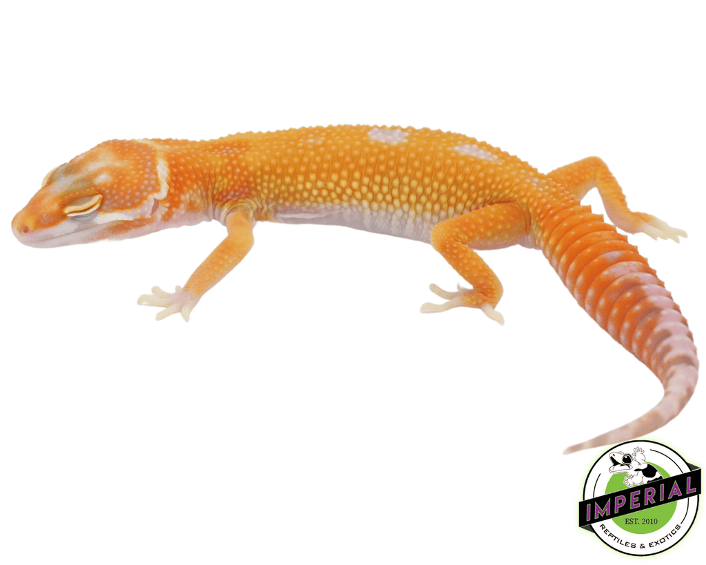 Gecko combustível pode e água pode definir, modelos britânicos modernos,  20L, 35GM0079, 1:35 - AliExpress