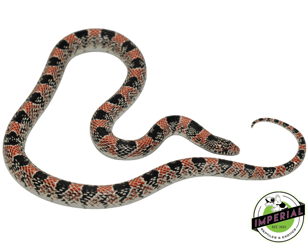 Long-nosed Snake For Sale Imperial Reptiles – IMPERIAL REPTILES
