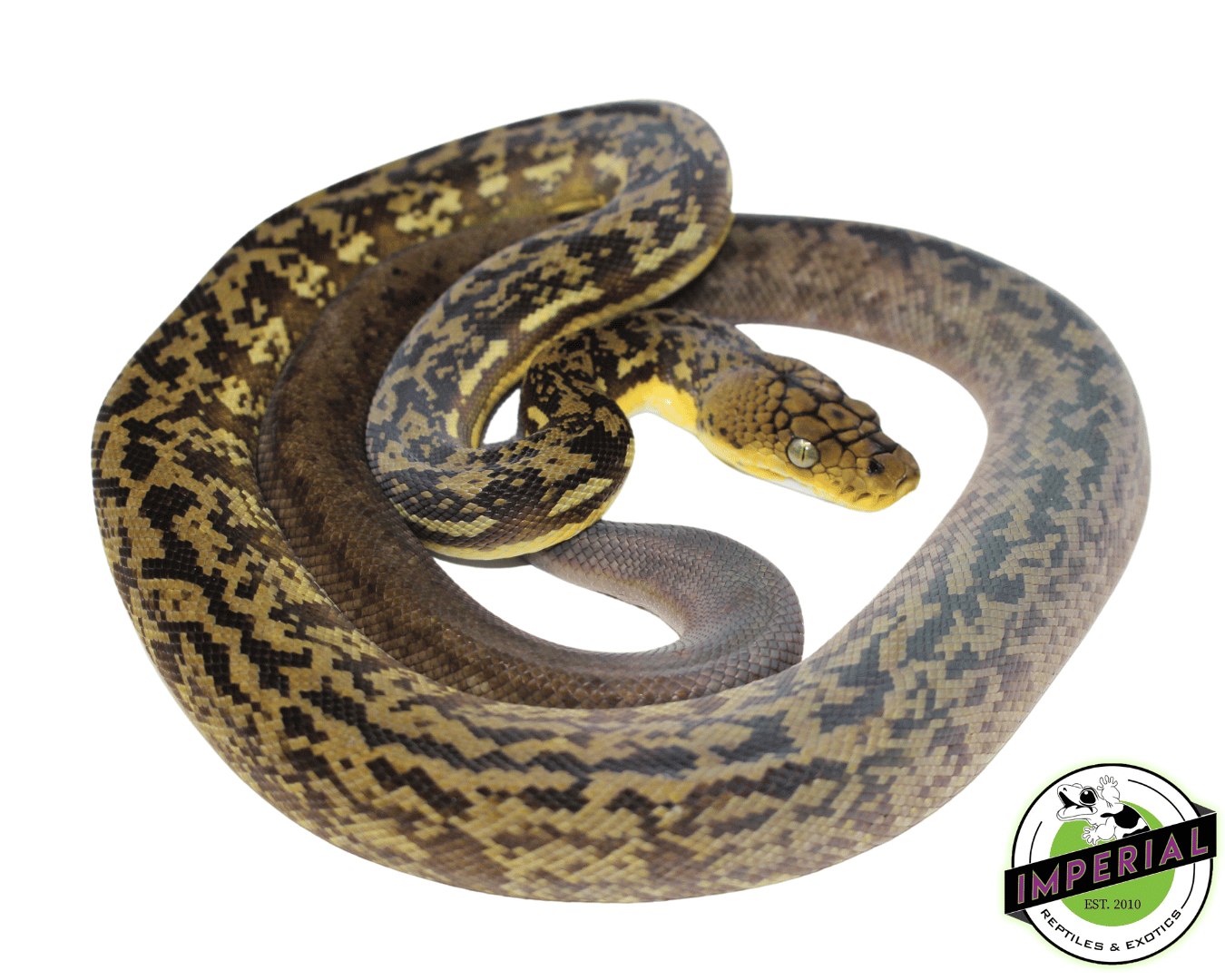 Timor Python For Sale - Imperial Reptiles – IMPERIAL REPTILES & EXOTICS