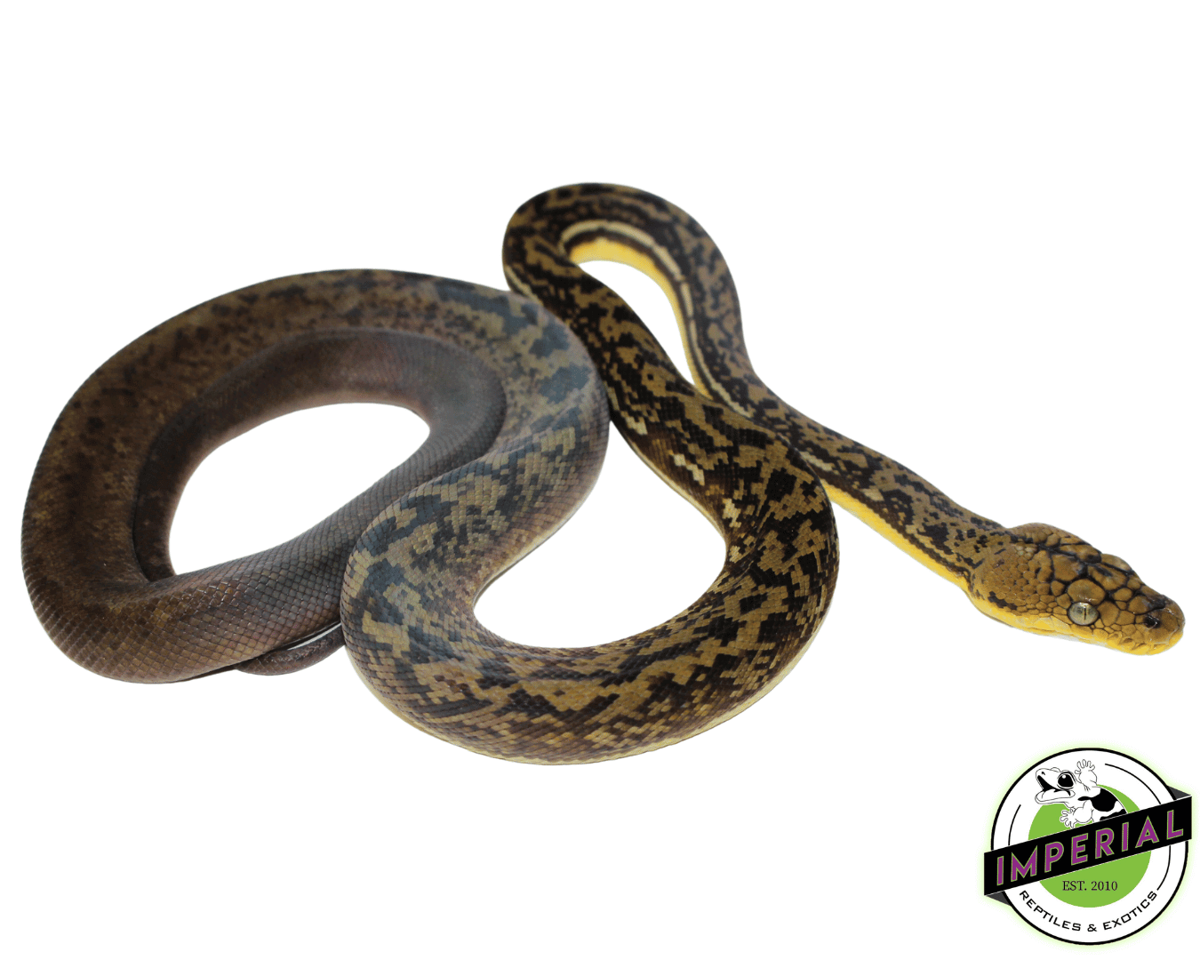 Timor Python For Sale - Imperial Reptiles – IMPERIAL REPTILES & EXOTICS
