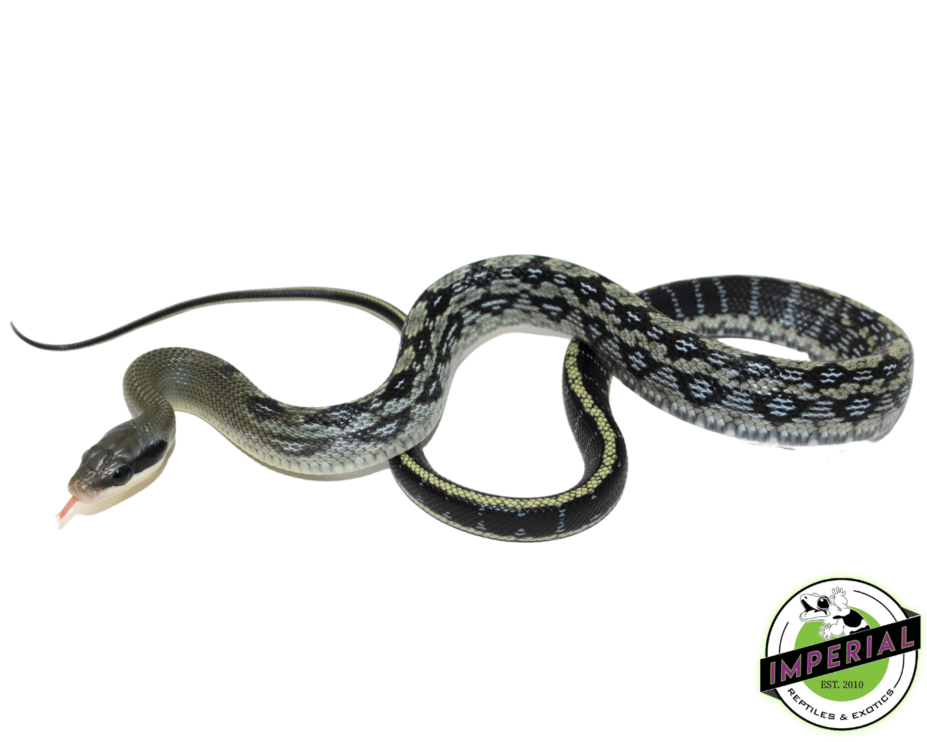 blue beauty rat snake for sale, buy reptiles online