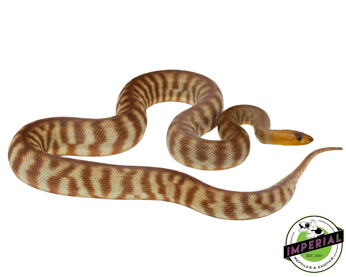 Woma Python Adult For Sale - Imperial Reptiles – IMPERIAL REPTILES ...