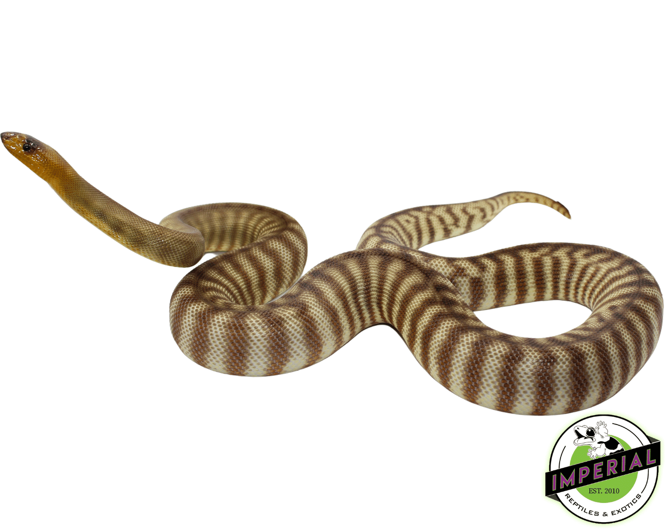 Woma Python Adult For Sale - Imperial Reptiles – IMPERIAL REPTILES ...