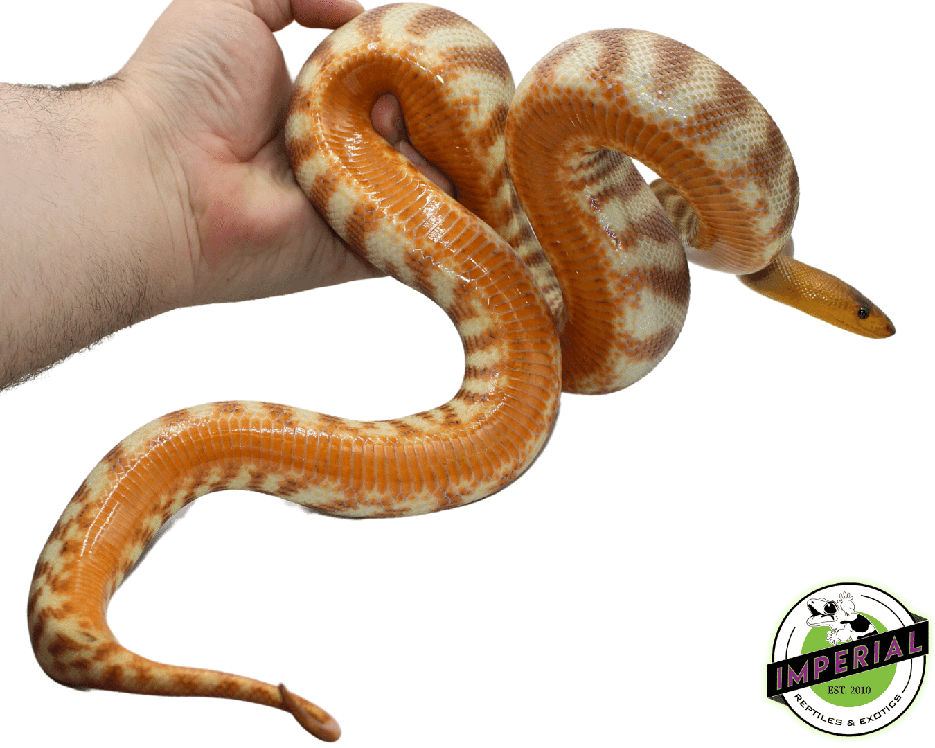 Woma Python Adult For Sale - Imperial Reptiles – IMPERIAL REPTILES ...