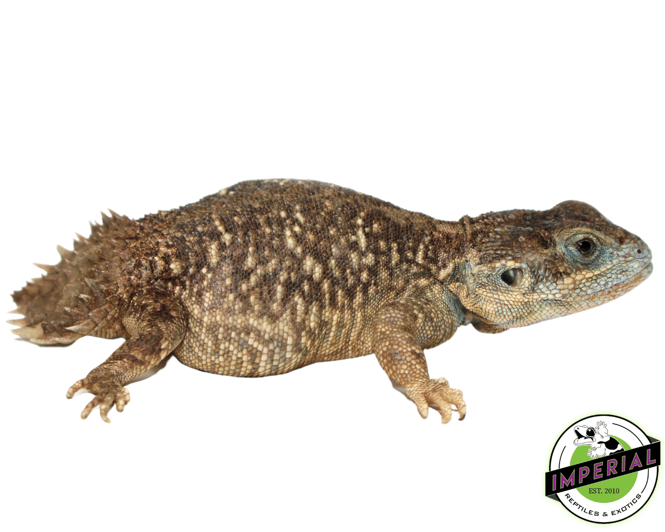 Shield Lizard Xenagama Shield Tail Agama For Sale - Imperial Reptiles – IMPERIAL ...