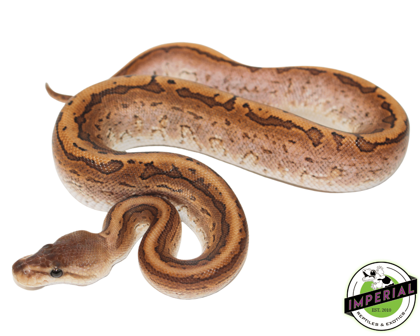 Ball Python For Sale - Imperial Reptiles – IMPERIAL REPTILES & EXOTICS
