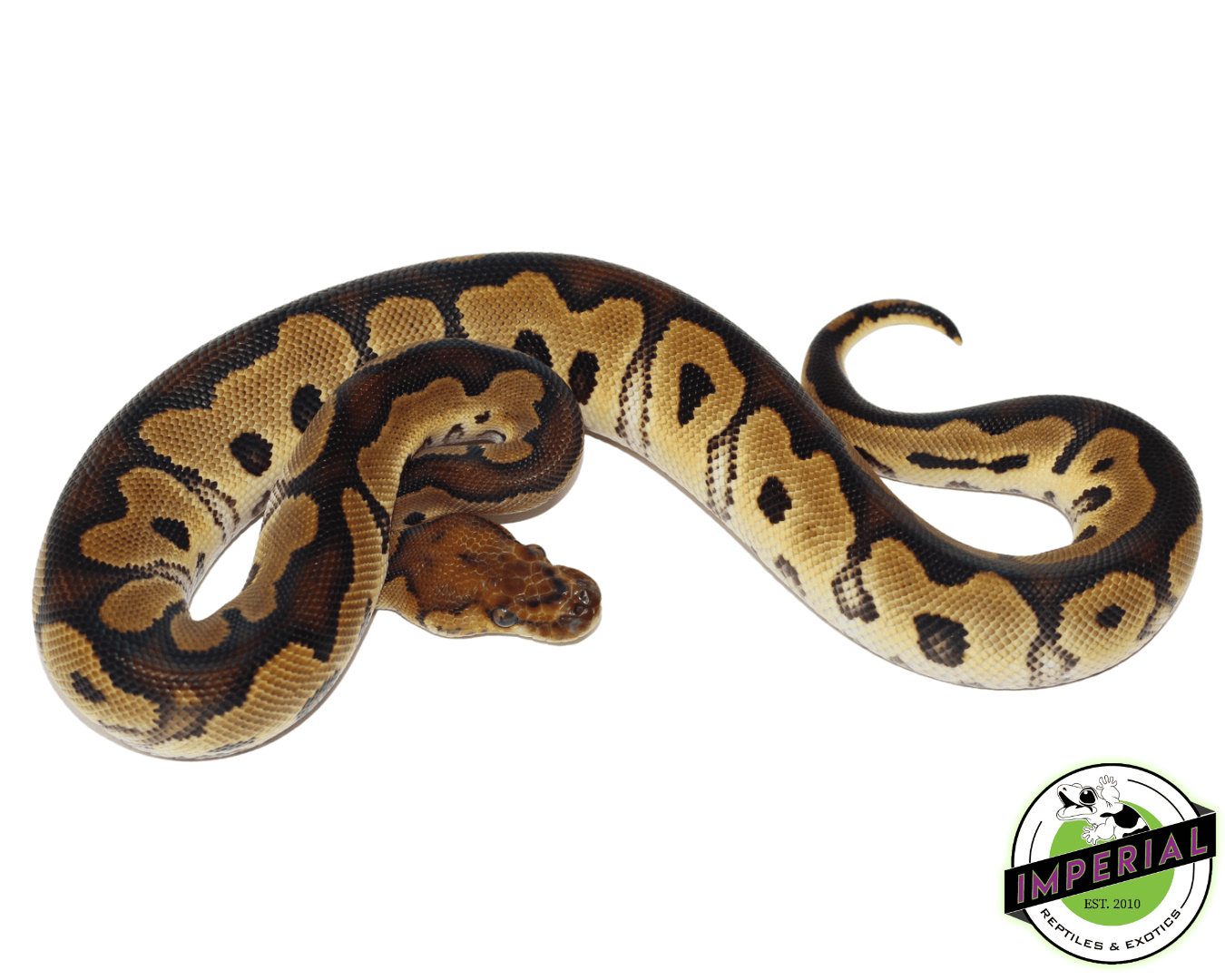 Yellowbelly Clown ball python for sale, buy reptiles online
