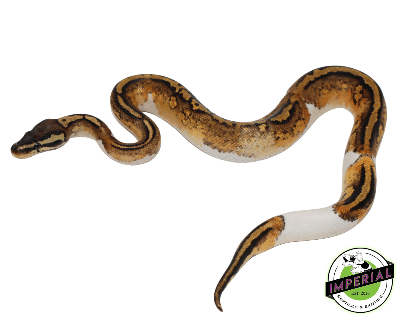 Firefly Yellowbelly Pied ball python for sale, buy reptiles online