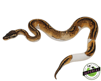 Firefly Yellowbelly Pied ball python for sale, buy reptiles online